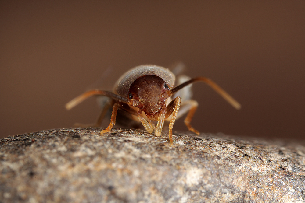 myrmecophila_acervorum__ameisengrille_3_173.jpg