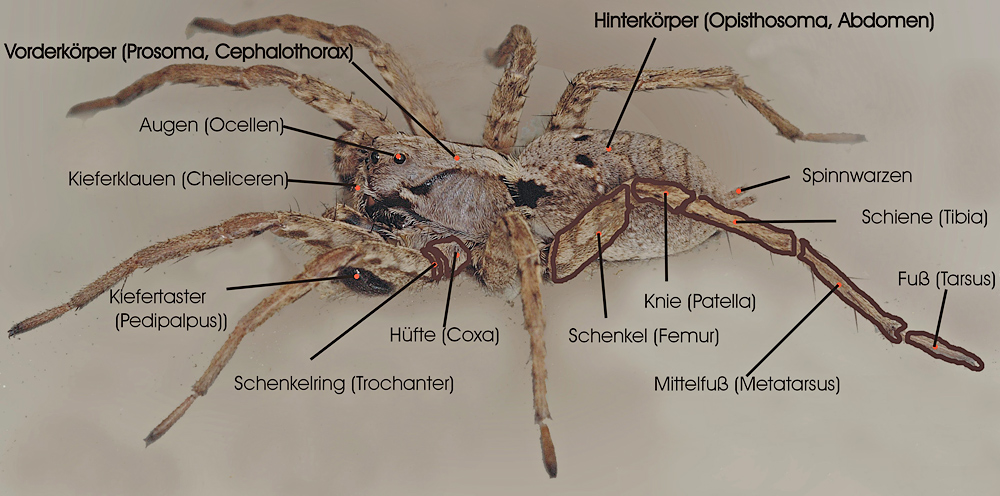 1_Grundbauplan_einer_Webspinne.jpg