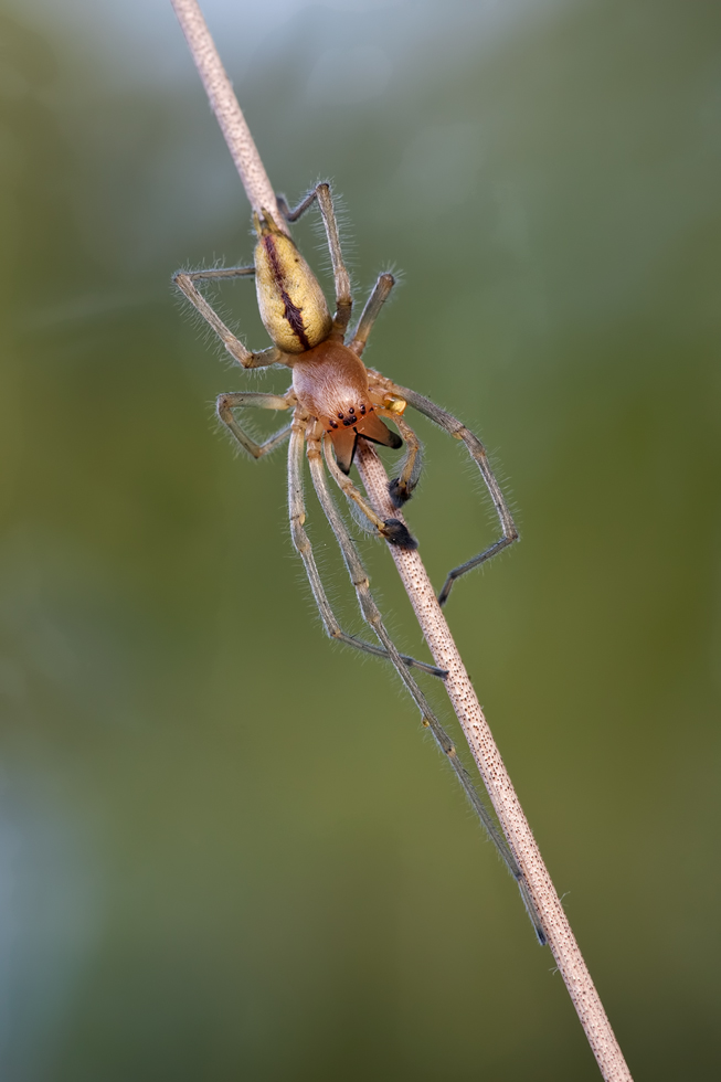 img_5766fo100610115b13i400cheiraconthium_punctorium_204.jpg