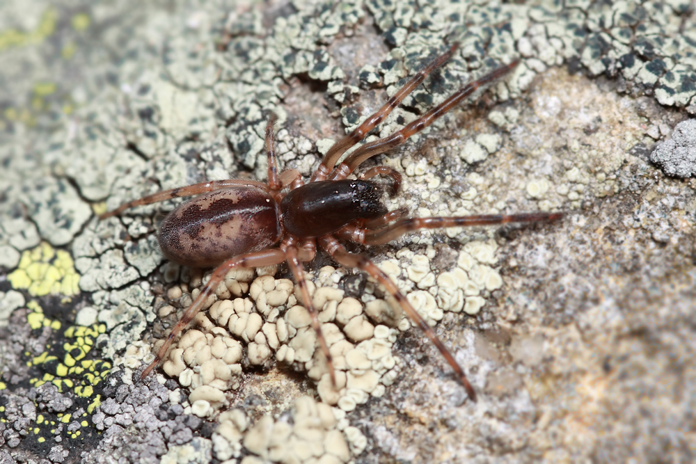 Segestria-senoculata-web.jpg