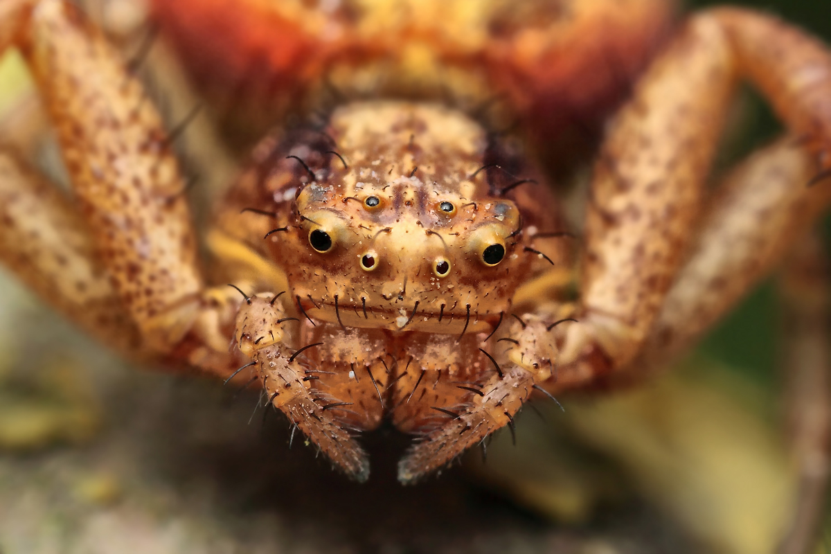 xysticus_lanio_thomisidae_portrait_1_165.jpg