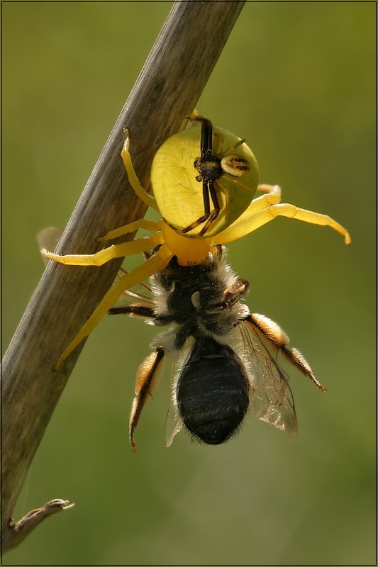 misumena_vatia__veraenderliche_krabbenspinne__balz_und_beute_213.jpg