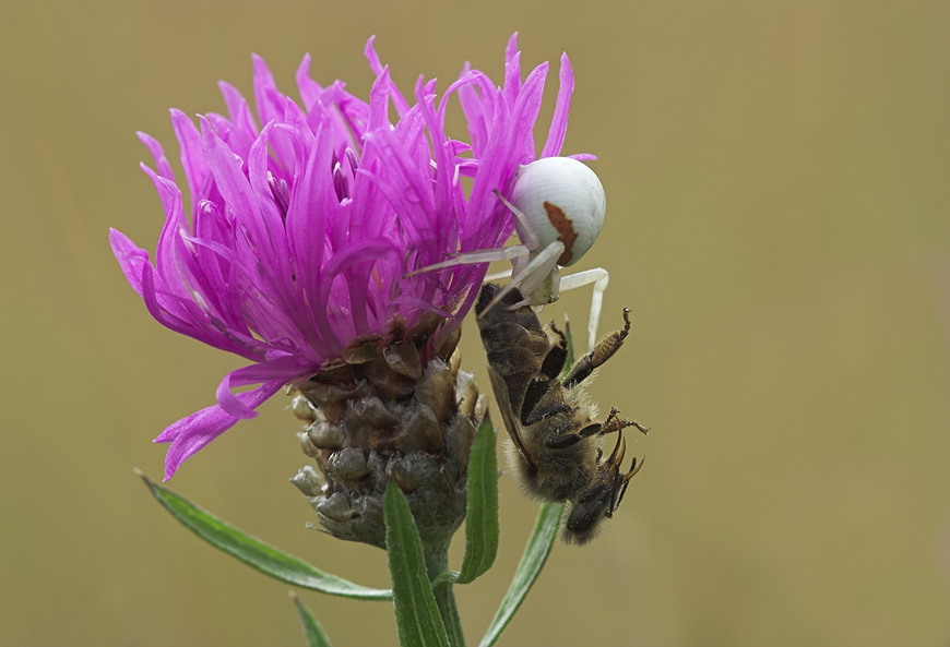 misumena_vatia__veraenderliche_krabbenspinne__weibchen_mit_beute_123.jpg