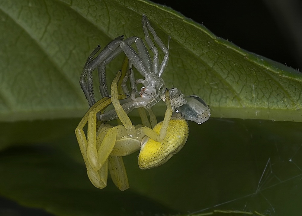 misumena_vatia_veraenderliche_krabbenspinne__haeutung_331.jpg