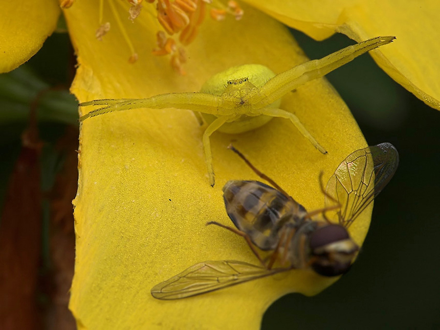 misumena_vatia__veraenderliche_krabbenspinne__gelbes_weibchenw_213.jpg