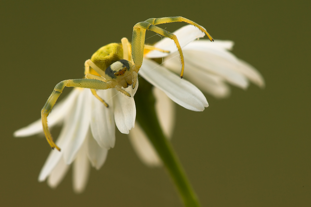 misumena_vatia__veraenderliche_krabbenspinne__weibchen_526.jpg