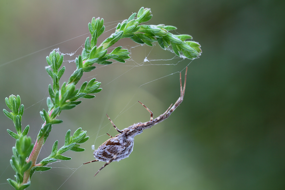 Uloborus-walkenarius_Uloboridae_Spinnen_06.jpg