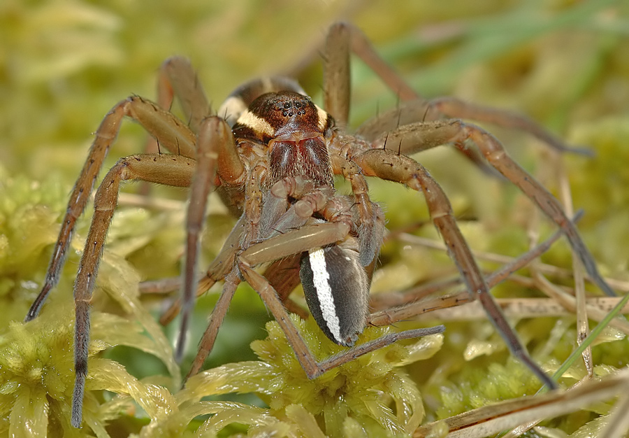 dolomedes_fimbriatus__gerandete_jagdspinne__weibchen_125.jpg