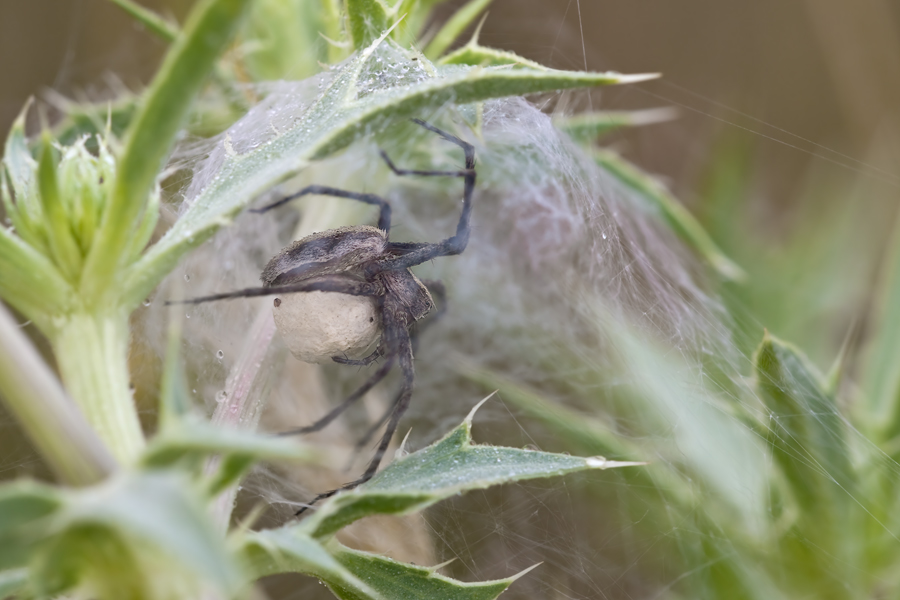 img_9761_63_115_200_spinne_floersheim_166.jpg