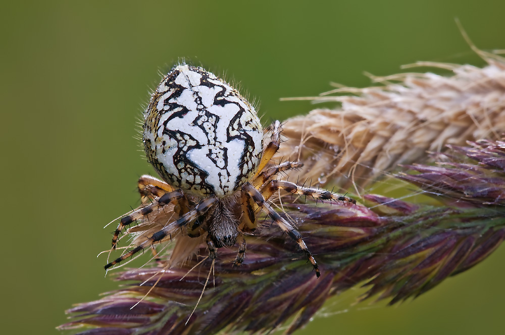 aculepeira_ceropegia__eichblatt_radspinne__weibchen2_156.jpg