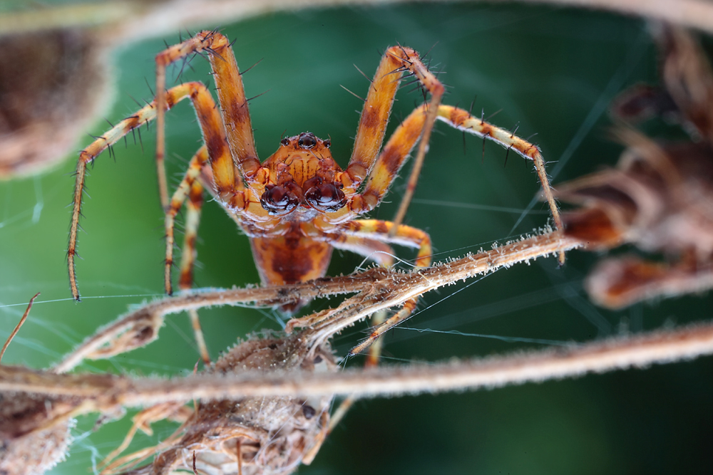 Araneus_alsine_Araneidae_Webspinnen_SchÃ¶nbrunn_Juni_2011x_012neu_Kopie.jpg