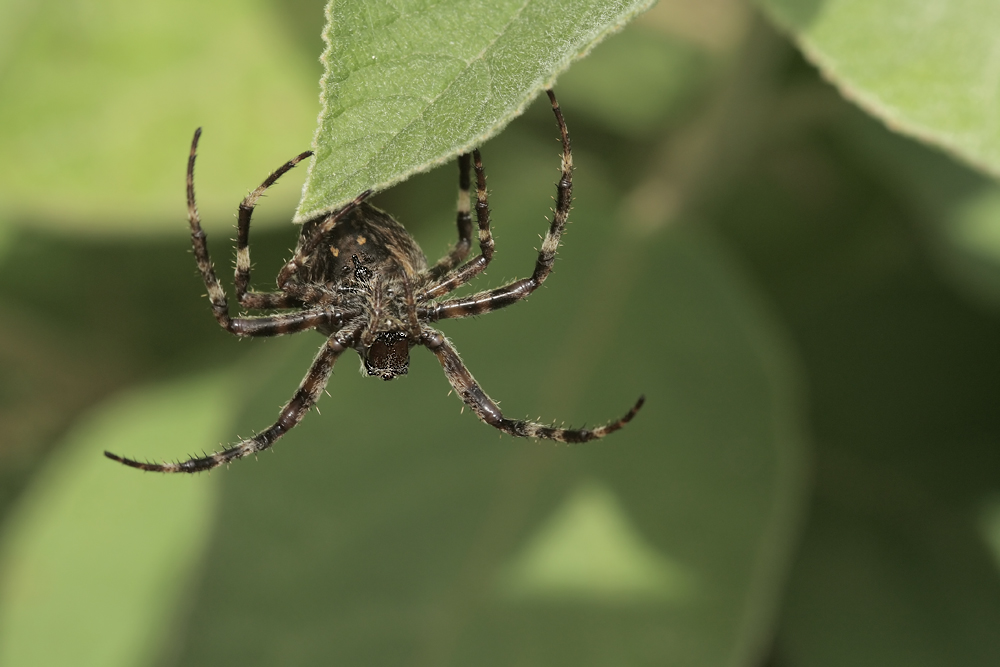 Araneus_angulatus_Araneidae_Spinnen_3.jpg