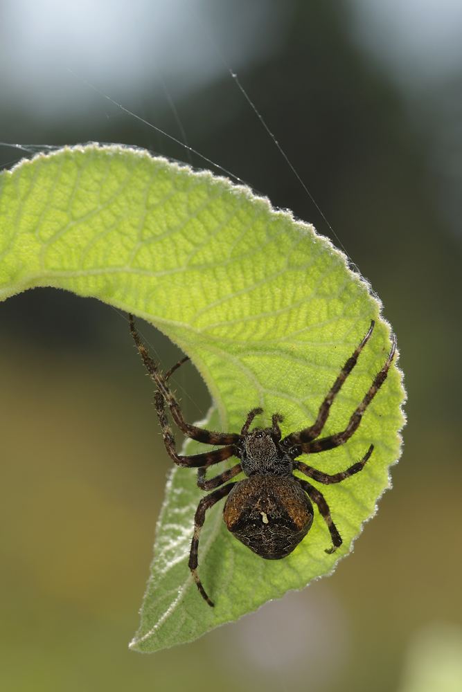 Araneus_angulatus_Araneidae_Spinnen_4.jpg