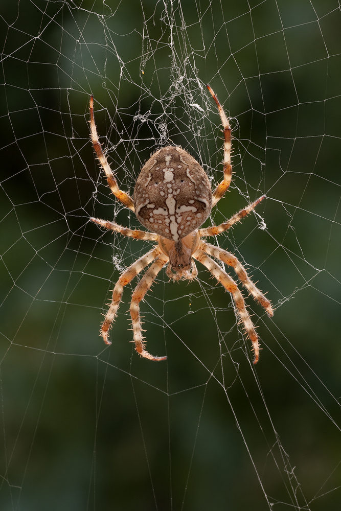 spinne_118.jpg