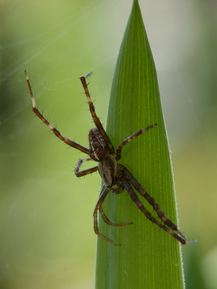 p1200870_araneus_diadematus_111.jpg