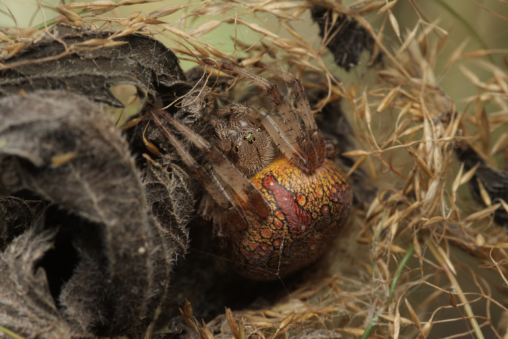 Araneus_marmoreus_Araneidae_Spinnen_11.jpg