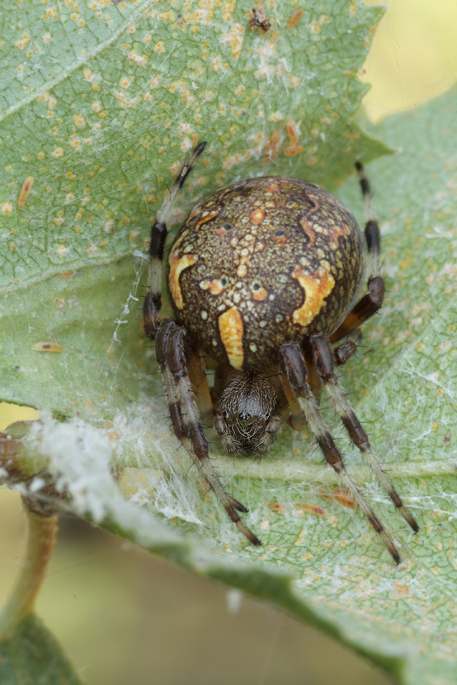 Araneus_marmoreus_Araneidae_Spinnen_09.jpg