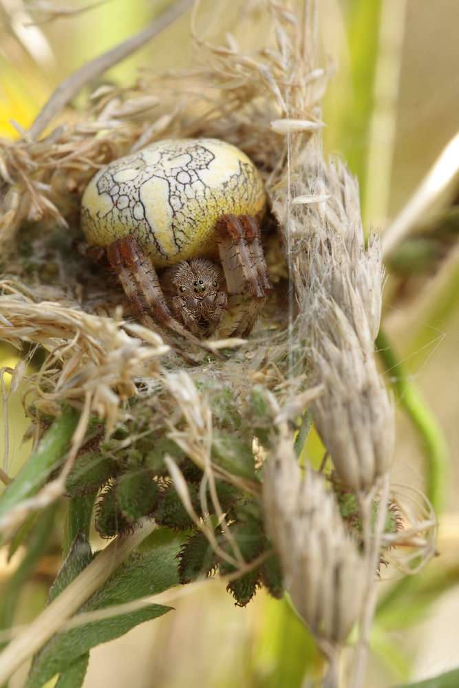 Araneus_marmoreus_Araneidae_Spinnen_07.jpg