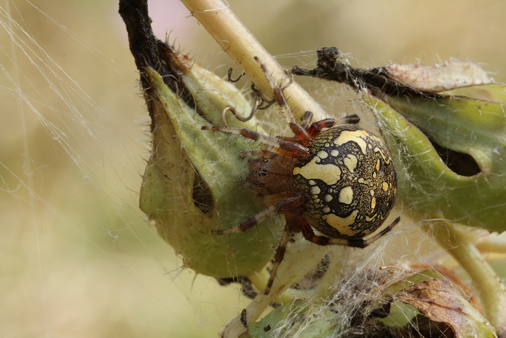 Araneus_marmoreus_Araneidae_Spinnen_06.jpg