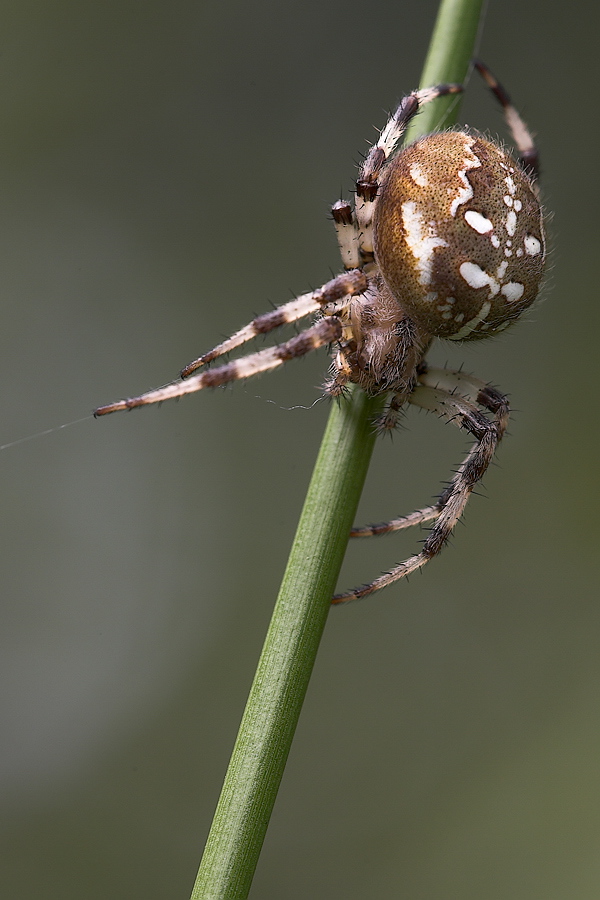 araneus_quadratus__vierfleck_kreuzspinne__weibchen_366.jpg