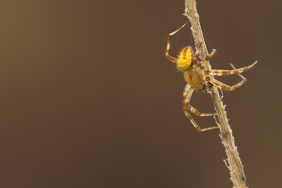 araneus_quadratus__vierfleck_kreuzspinne__maennchen_701.jpg