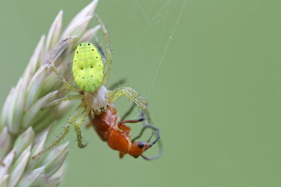 araniella_cucurbitina__kuerbisspinne__weibchen_150.jpg