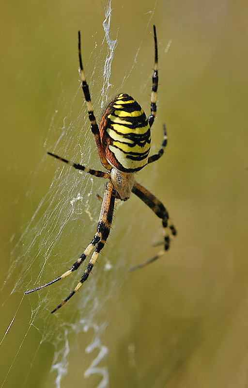 argiope_bruennichi__wespenspinne__weibchen_515.jpg