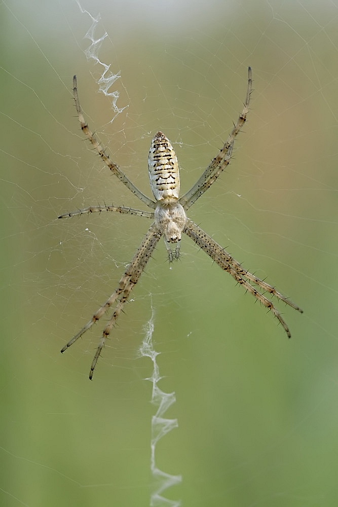 argiope_bruennichi__wespenspinne__jungspinne_969.jpg