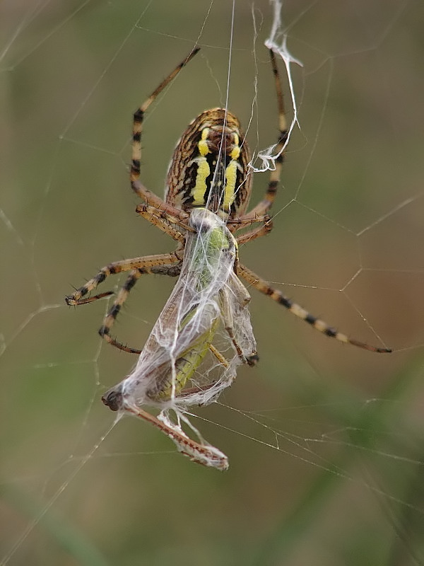 argiope_bruennichi__wespenspinne__weib_unten_143~0.jpg