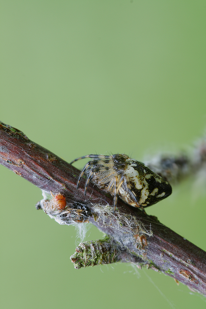 Cyclosa_conica_Araneidae_Spinnen_4.jpg