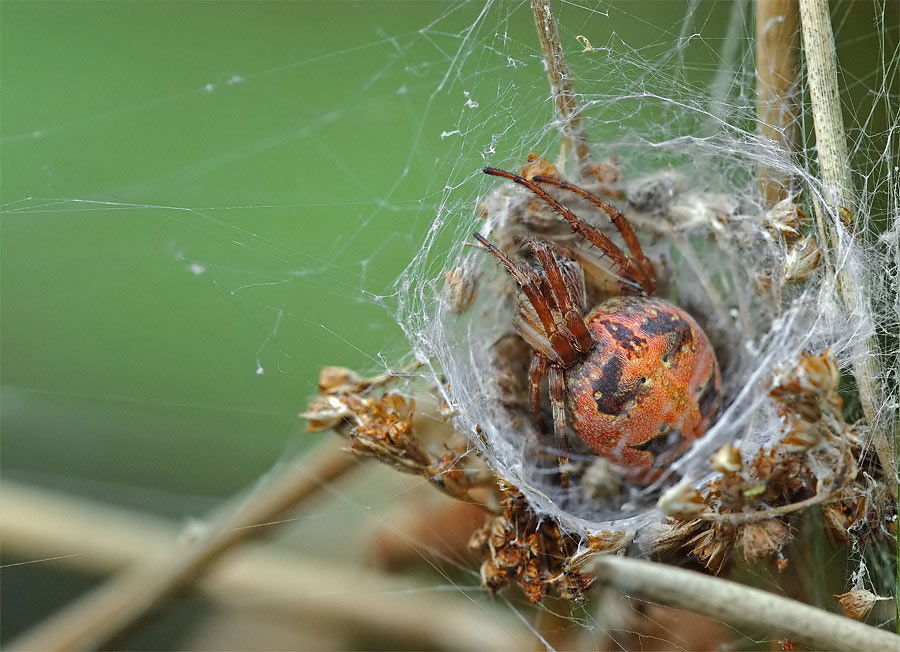 larinioides_cornutus__schilfradspinne__weibchen_146.jpg