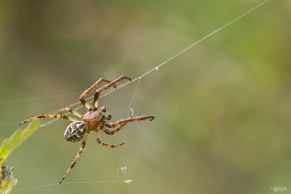 larinioides_cornutus__schilfradspinne__maennchen_733.jpg