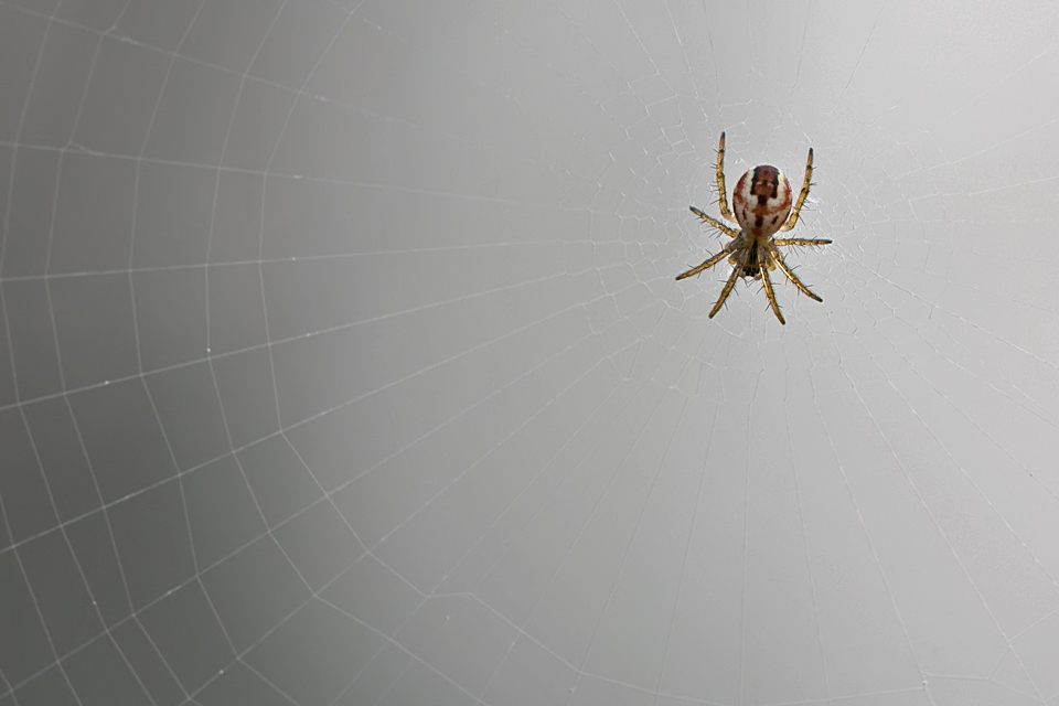 juv_spinne_mb_0444mf_872.jpg