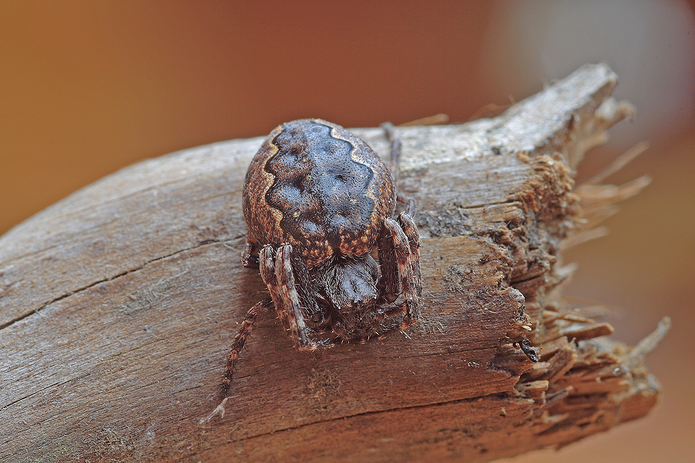 Nuctenea_umbratica_Araneidae_Spinnen_002.jpg