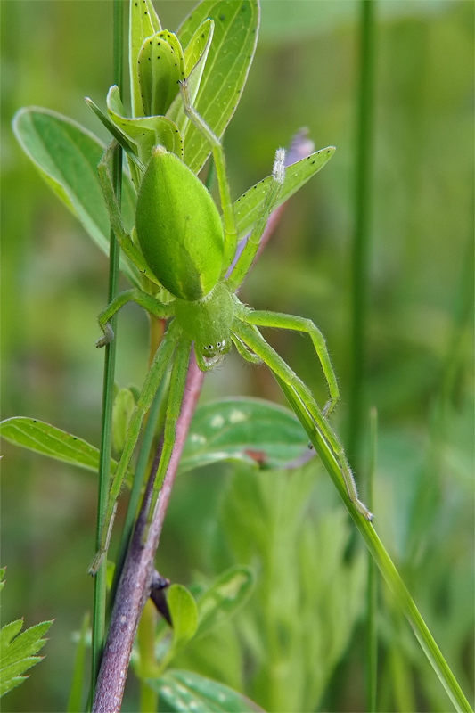 ts_micrommata_virescens_01_804.jpg