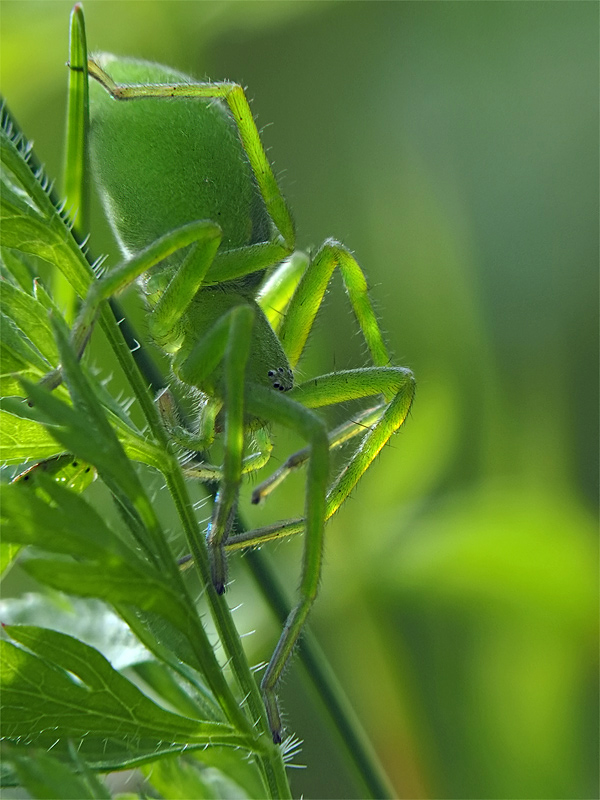 ts_micrommata_virescens_02_182.jpg