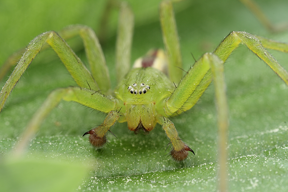 Micrommata_virescens_Eusparassidae_Spinnen_5.jpg