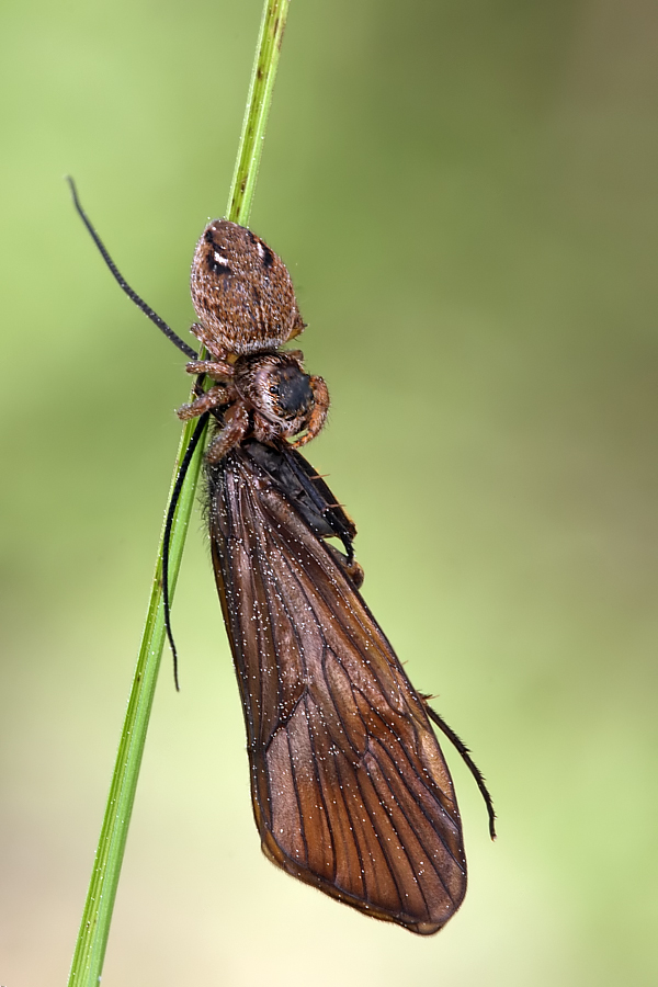 springspinne_schlammfliege_135.jpg