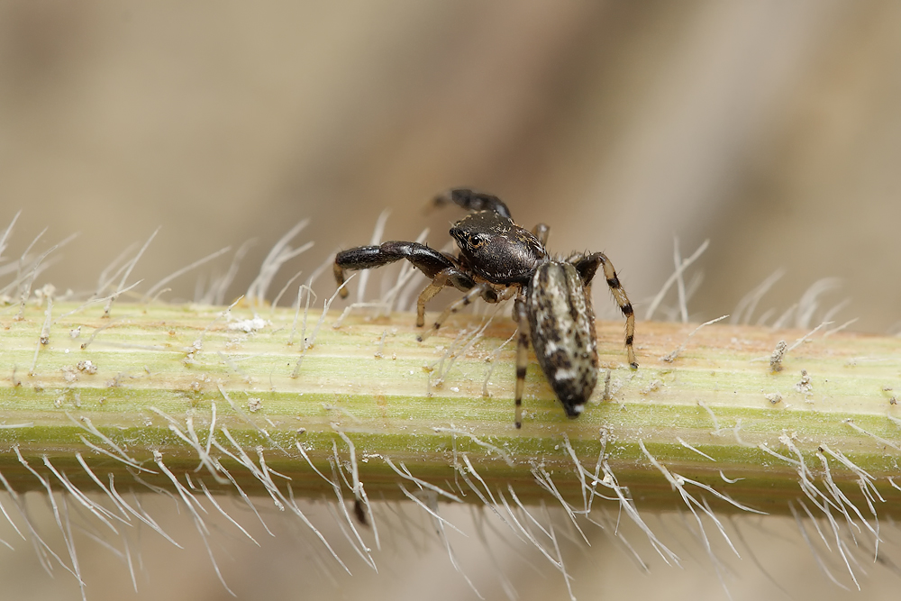 Marpissa_nivoyi_Salticidae_1.jpg