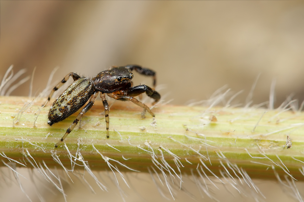 Marpissa_nivoyi_Salticidae_2.jpg