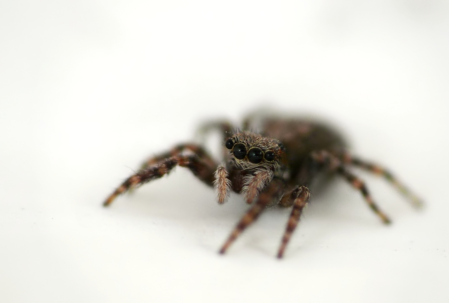 springspinne_832_453.jpg