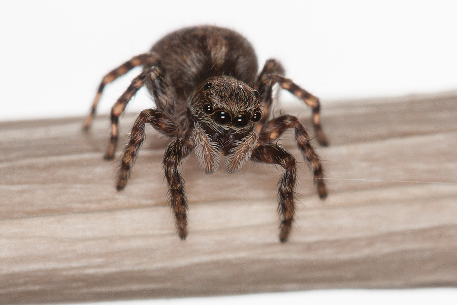 pseudeuophrys_female3_942.jpg