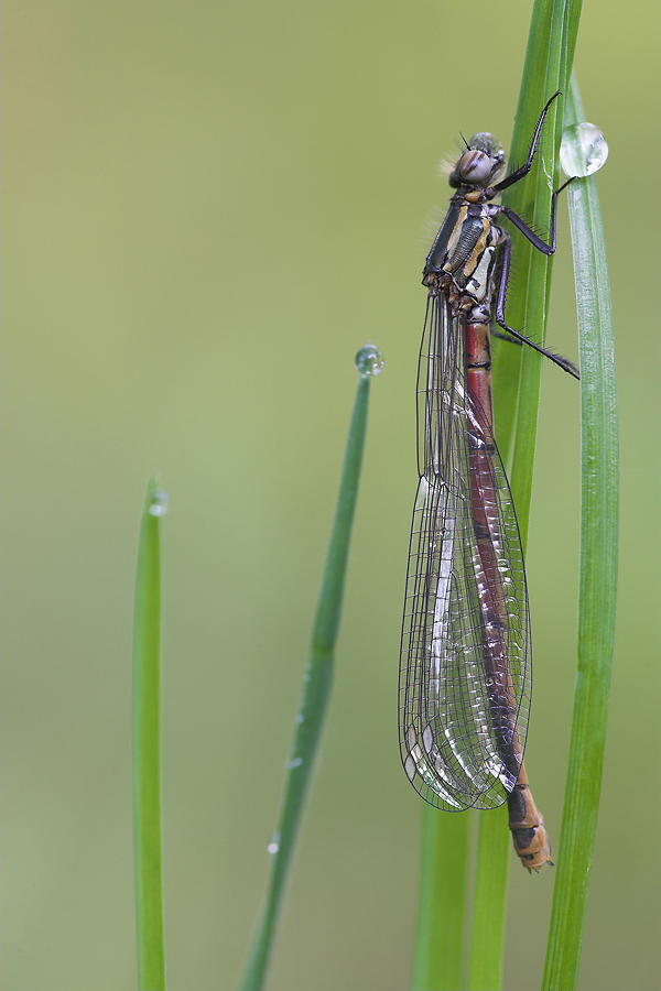 Libelle_664.jpg