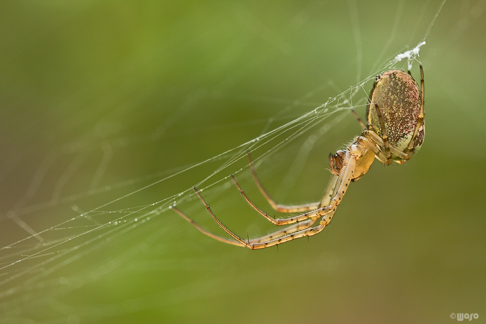 _mg_6006_herbstspinne_143.jpg