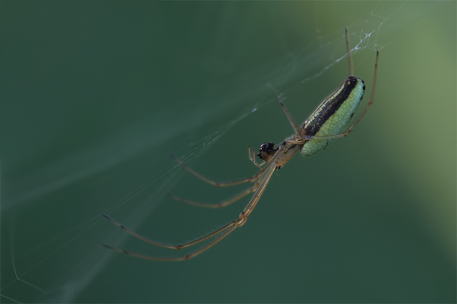 tetragnatha_extensa_167.jpg