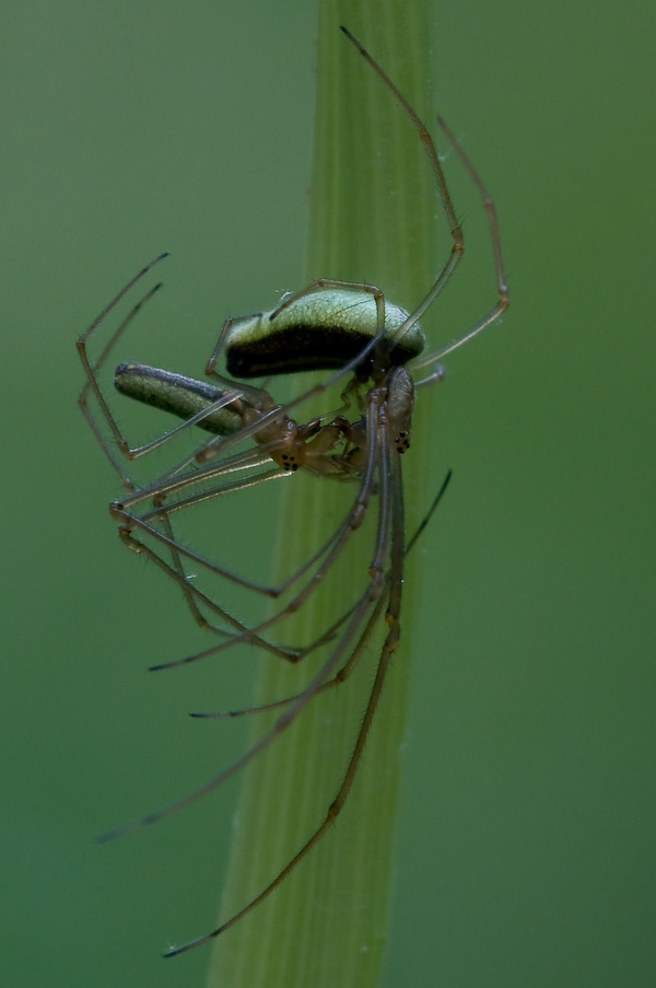 spider_sex_fuer_macroforum_7436_524.jpg