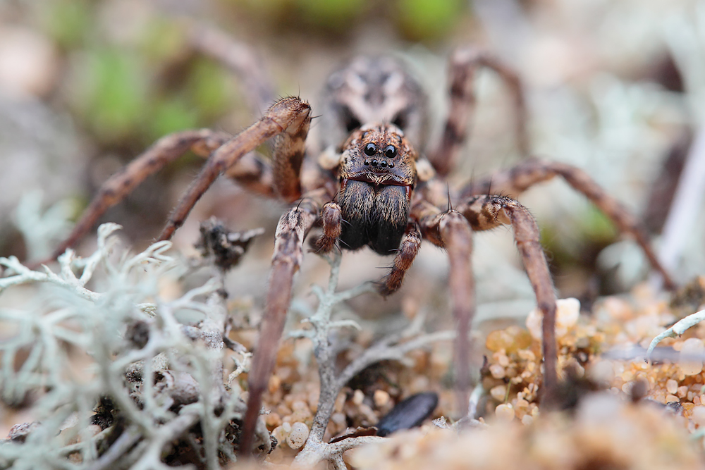 Alopecosa_fabrilis_Lycosidae_Spinnen_01.jpg