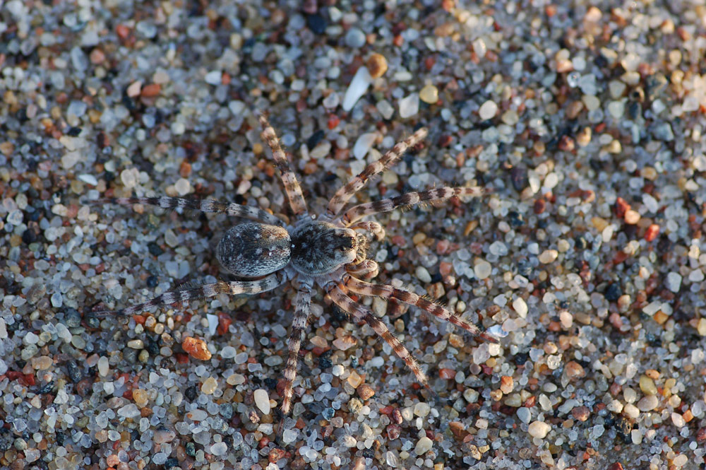 arctosa_cinerea__sand_wolfsspinne02_816.jpg
