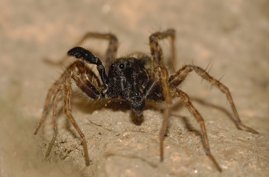 Pardosa_amentata_cf_Lycosidae_Spinnen_SchÃ¶nbrunn_08.JPG