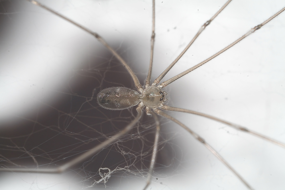 Haustiere_August_06_Pholcus_phalangioides_Pholcidae001_Kopie.jpg